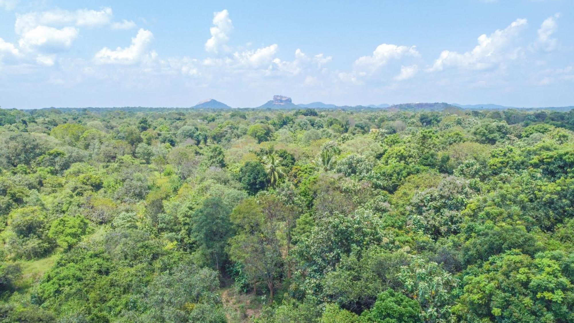 Jungle Host Hostel And Tree House Sigiriya Buitenkant foto